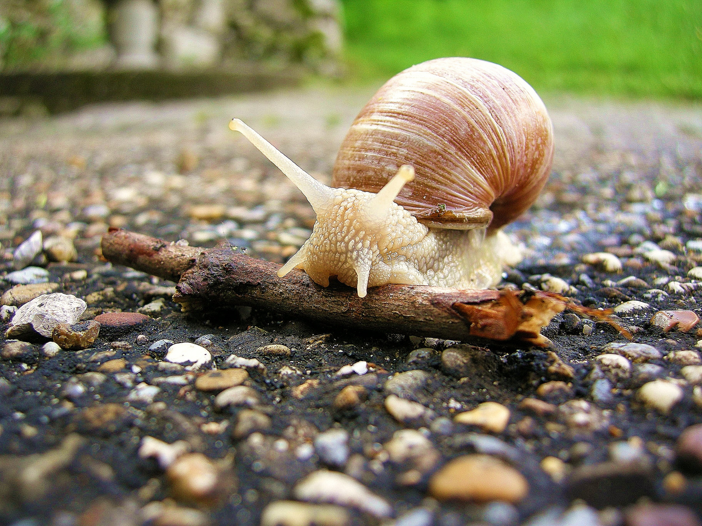 Schnecke und Hindernis