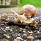 Schnecke und Hindernis