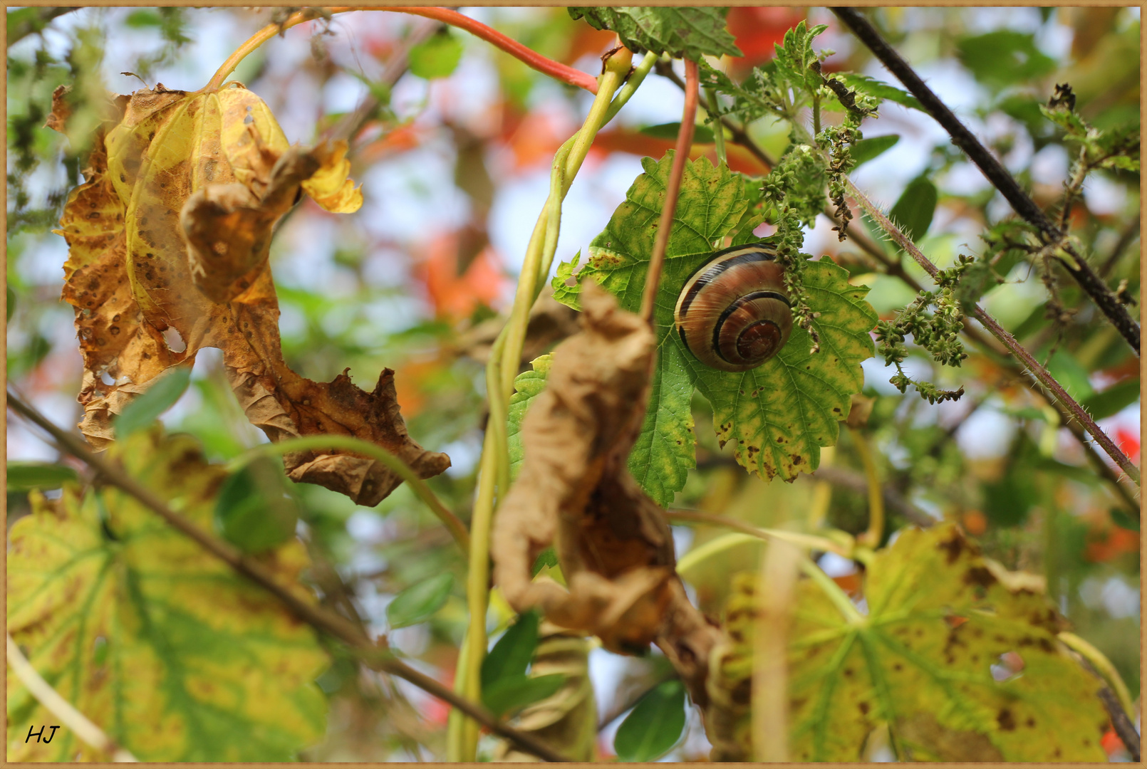 Schnecke und Ihre farbenfohe Welt drumherrum