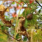 Schnecke und Ihre farbenfohe Welt drumherrum