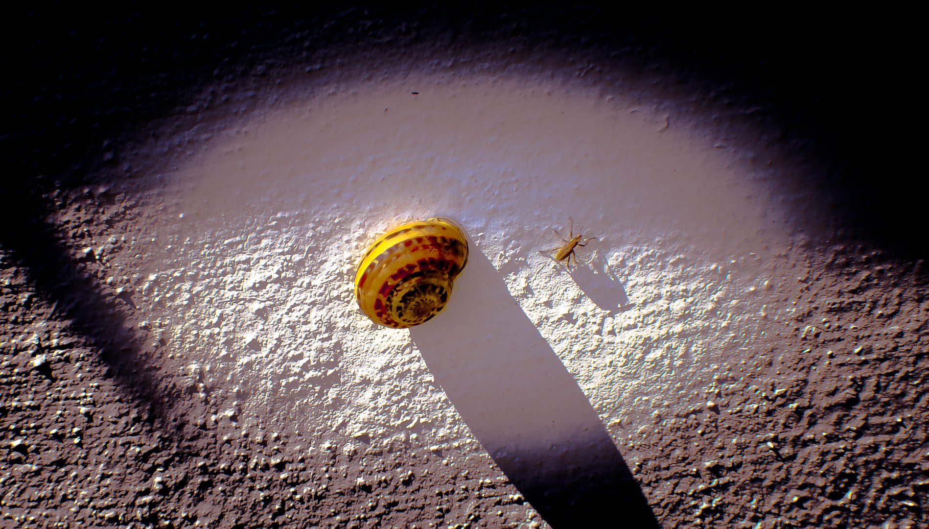 Schnecke und Käfer