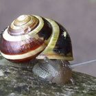 Schnecke und Laus