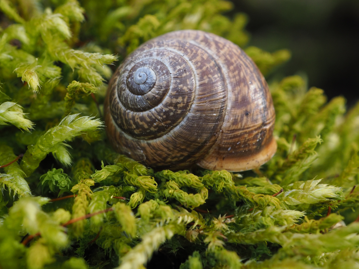 Schnecke und Moos