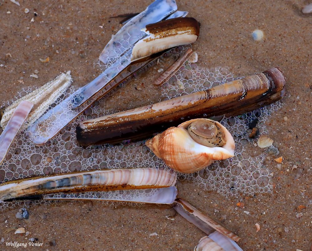 Schnecke und Muscheln,