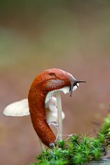 Schnecke und Pilz