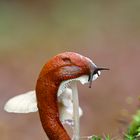 Schnecke und Pilz