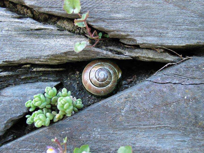 Schnecke und Schiefer 2