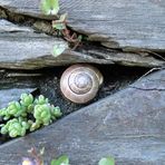 Schnecke und Schiefer (farbig)