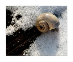 Schnecke und Schnee