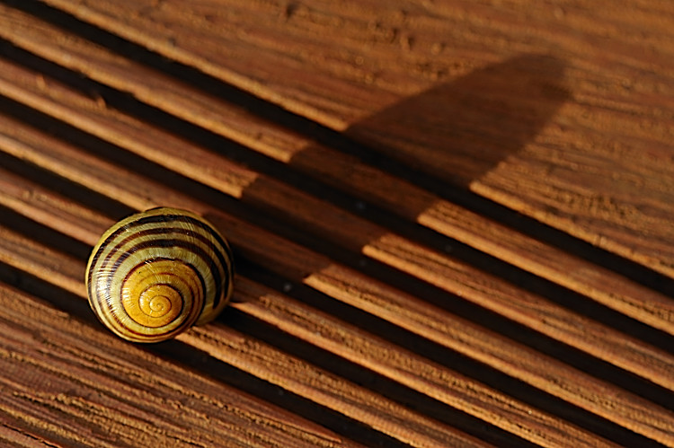 Schnecke und Streifen