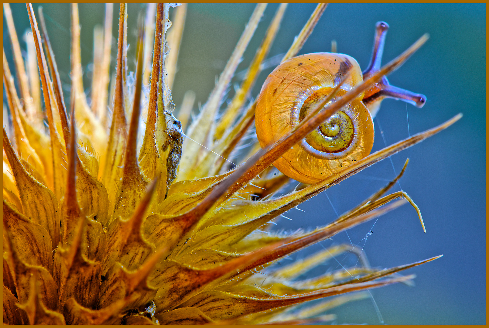 Schnecke und Wilde Karde 2