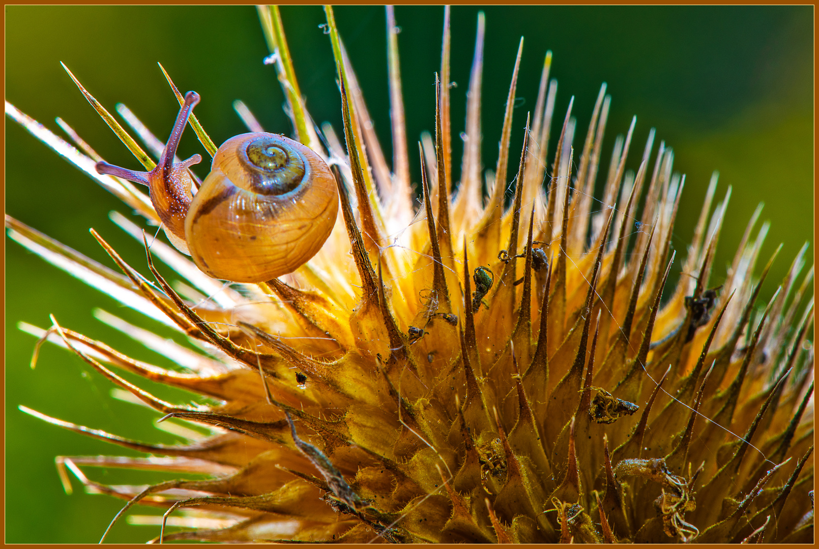 Schnecke und Wilde Karde