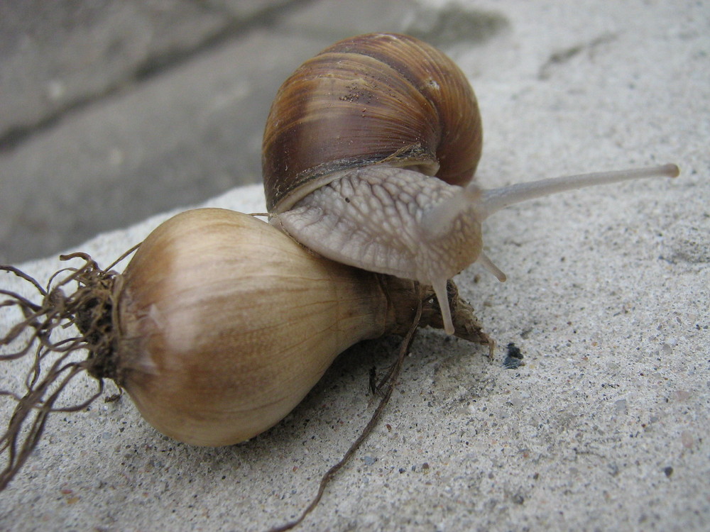 Schnecke und Zwiebel