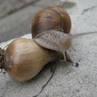 Schnecke und Zwiebel