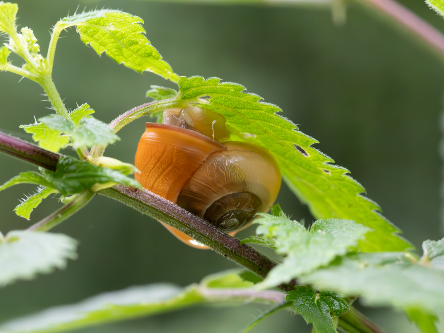 Schnecke unter dem Blatt