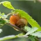 Schnecke unter dem Blatt