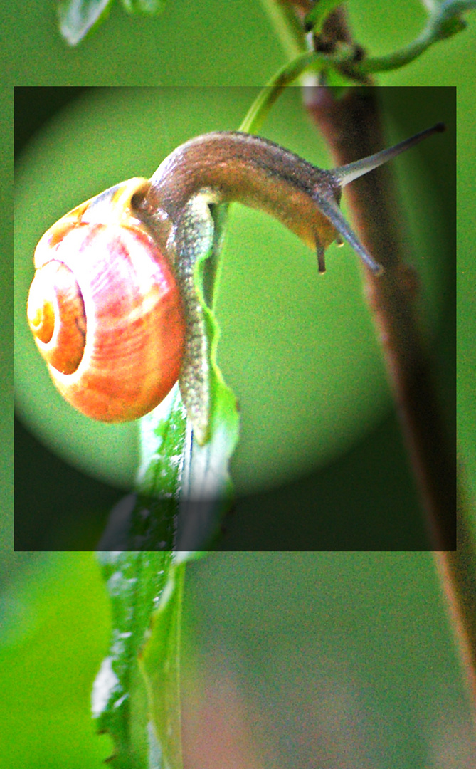 Schnecke unter der Lupe