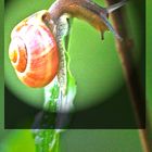 Schnecke unter der Lupe