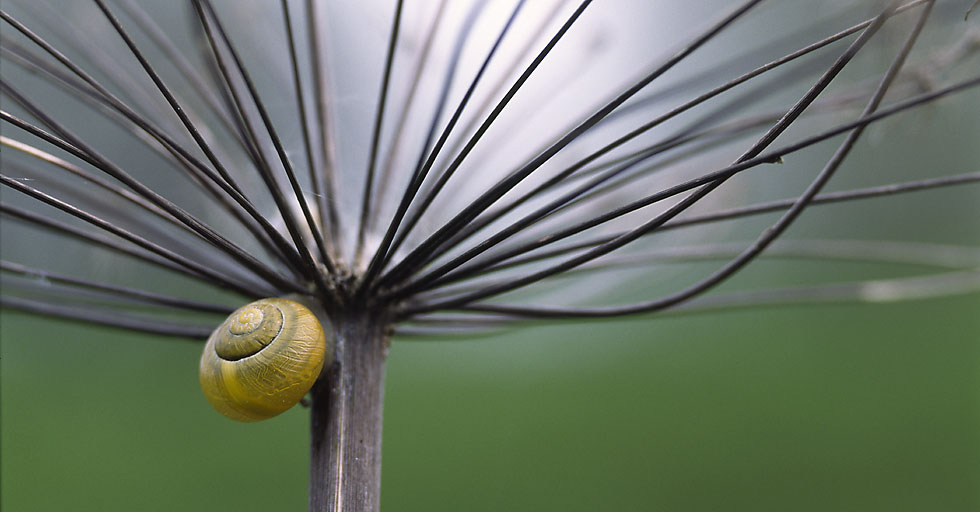 Schnecke unter Dolde