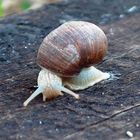 Schnecke untersucht Bahnschwelle