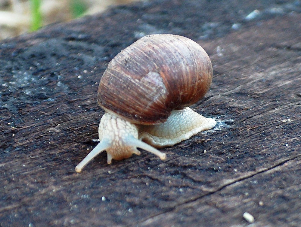 Schnecke untersucht Bahnschwelle