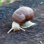 Schnecke untersucht Bahnschwelle