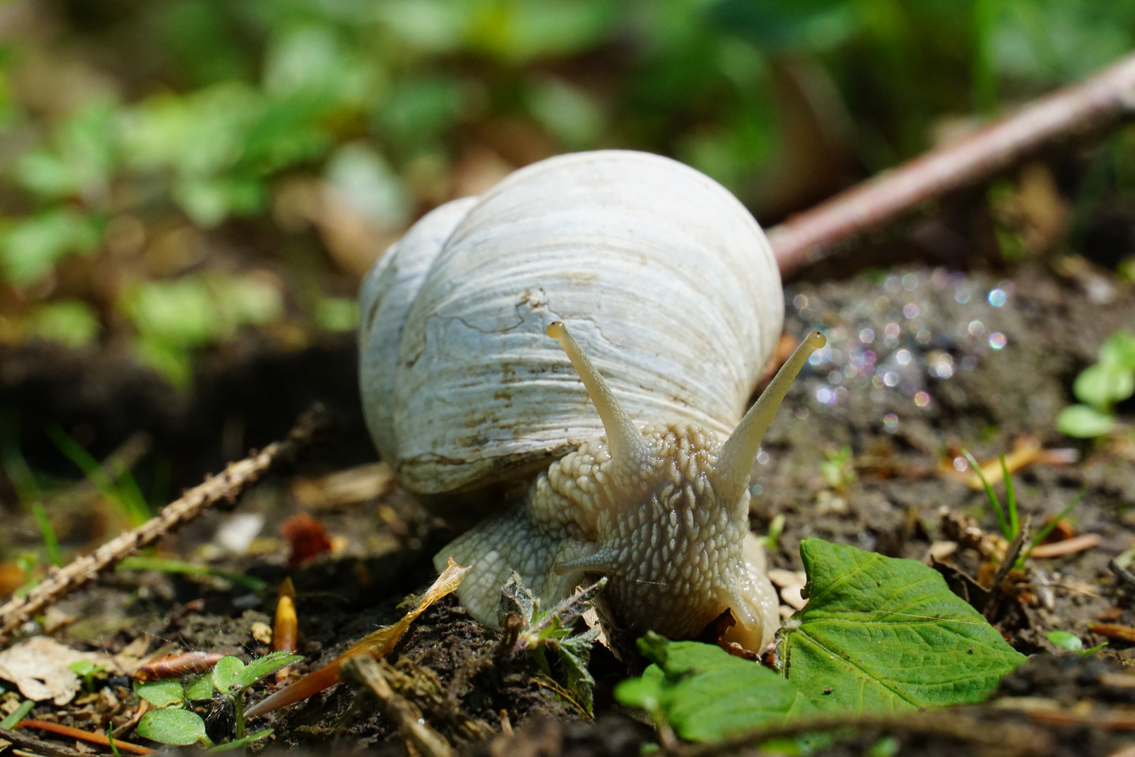 Schnecke unterwegs