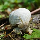 Schnecke unterwegs