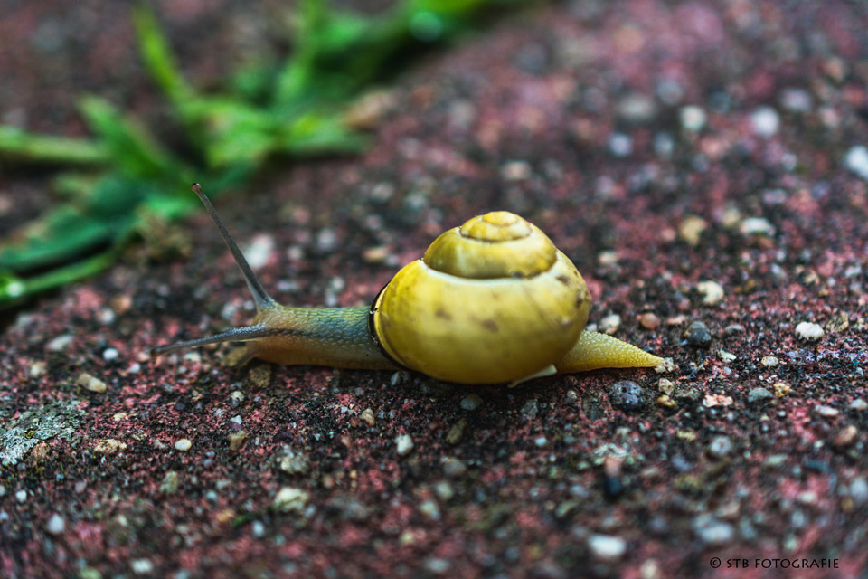 Schnecke unterwegs.