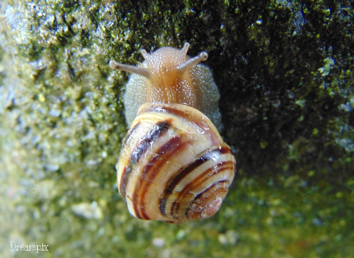 Schnecke unterwegs...