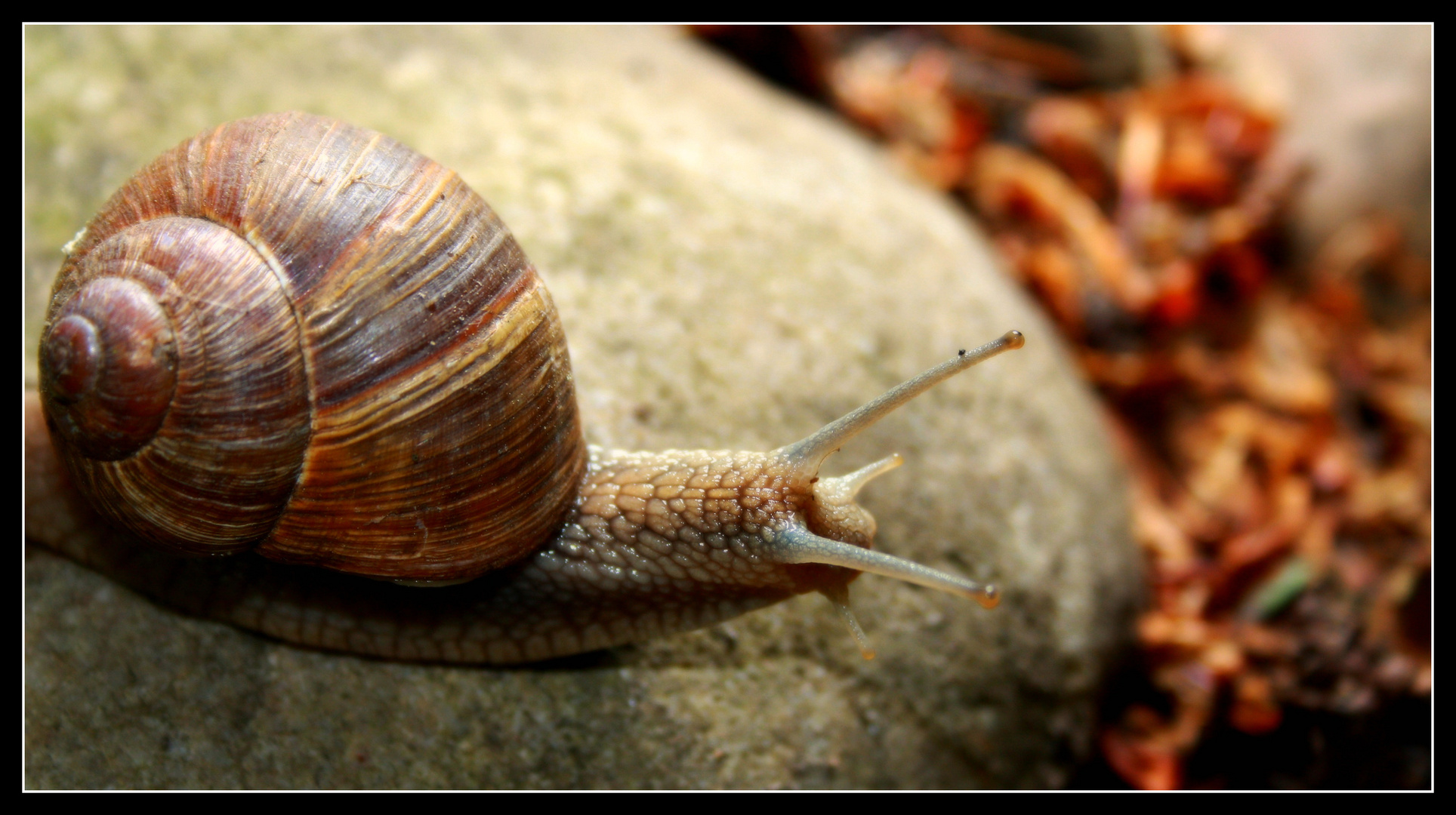 Schnecke unterwegs