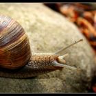 Schnecke unterwegs