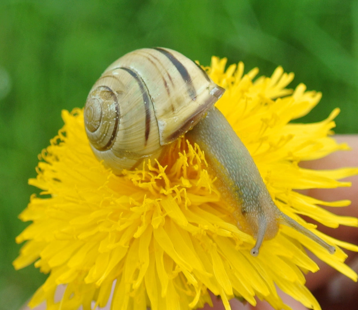 Schnecke unterwegs