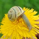 Schnecke unterwegs