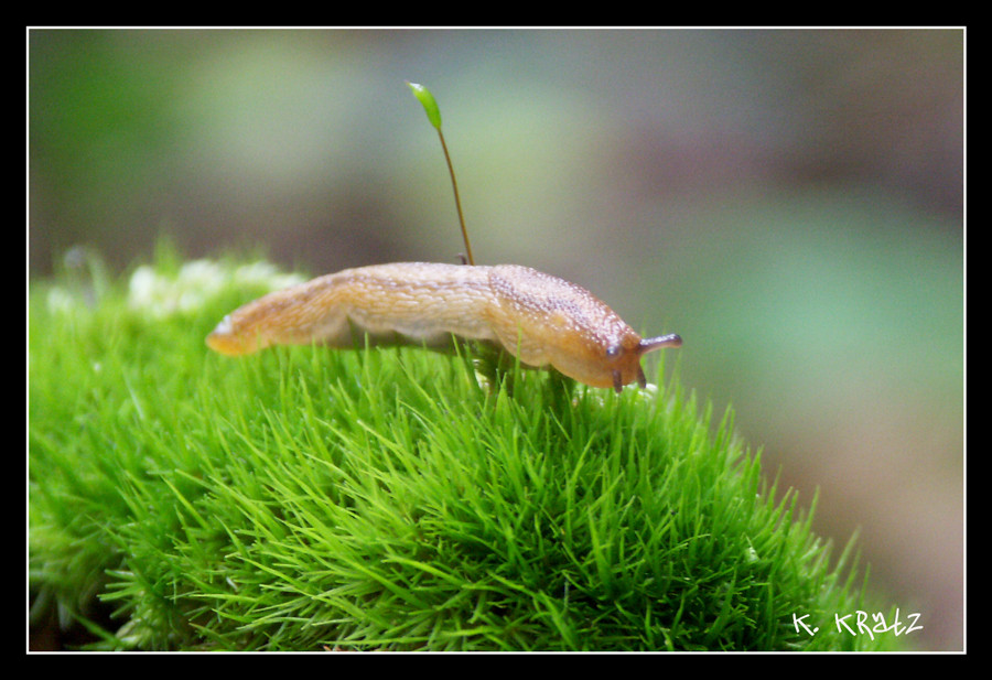 Schnecke unterwegs :)