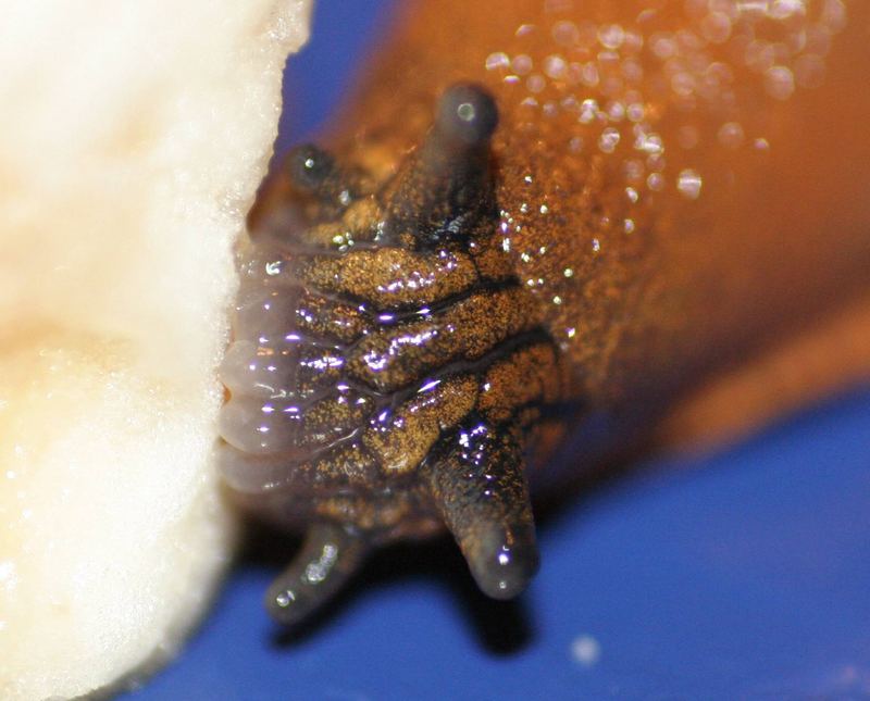 Schnecke vernascht Banane