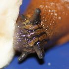 Schnecke vernascht Banane