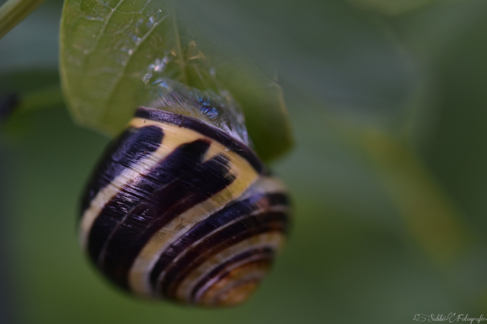 •Schnecke Versteck dich•