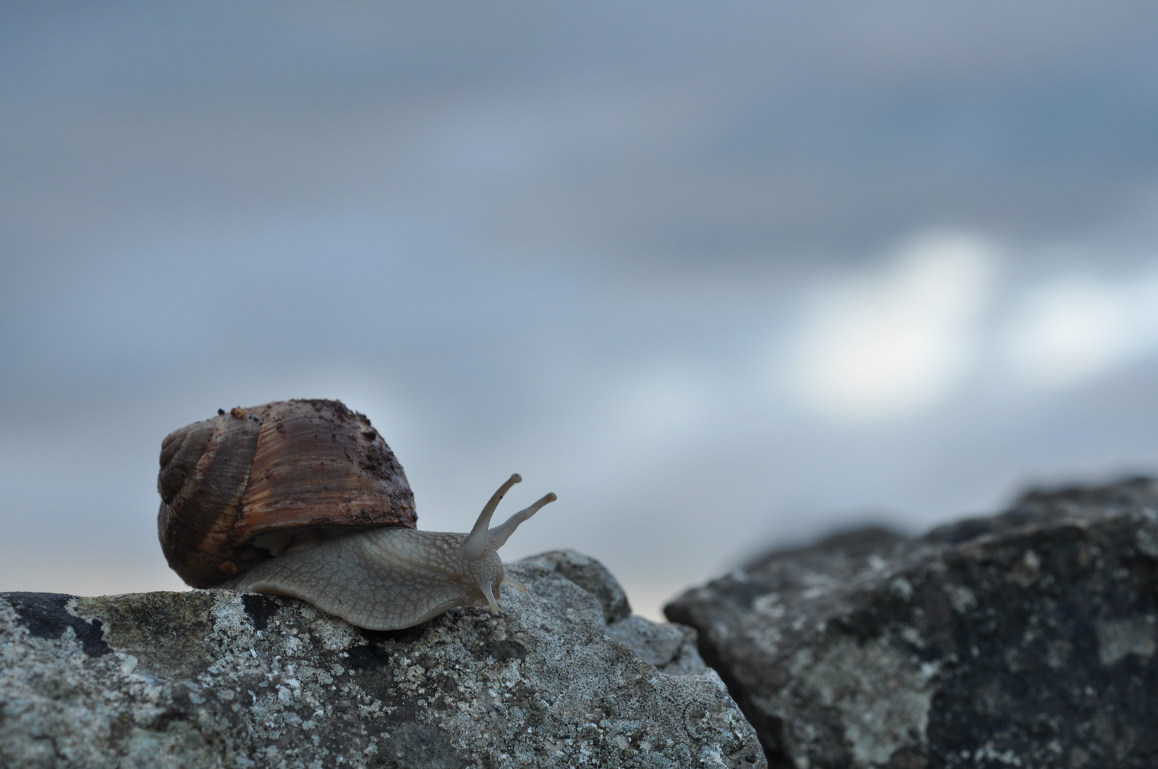 Schnecke vor Himmel