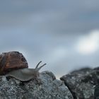 Schnecke vor Himmel