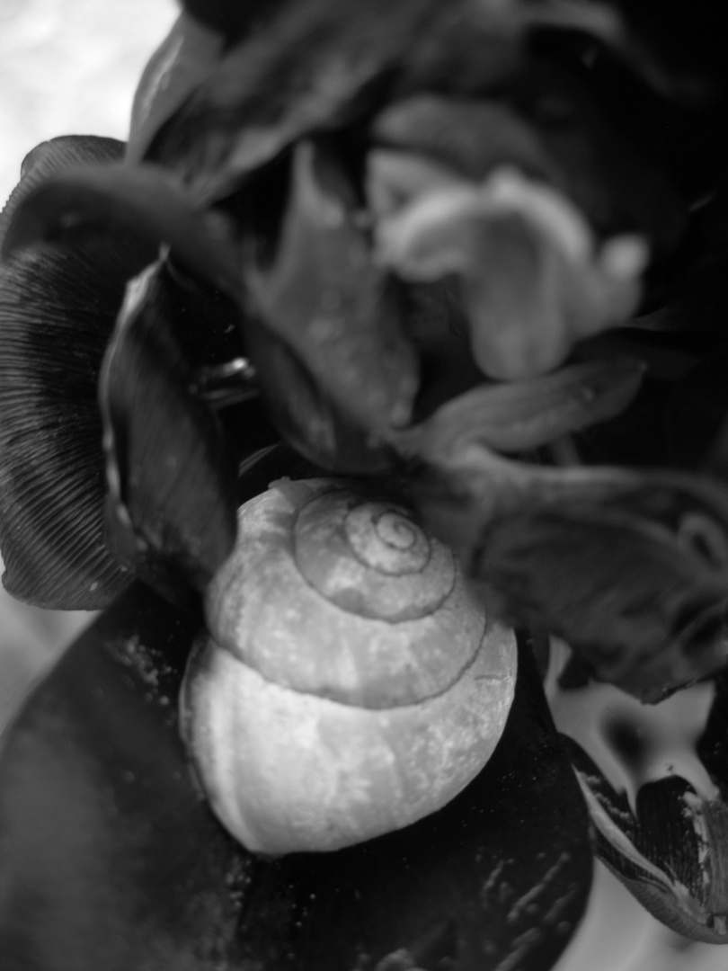 Schnecke vs Blume