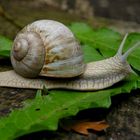 Schnecke , ..wohin so schnell des Weges...??!!