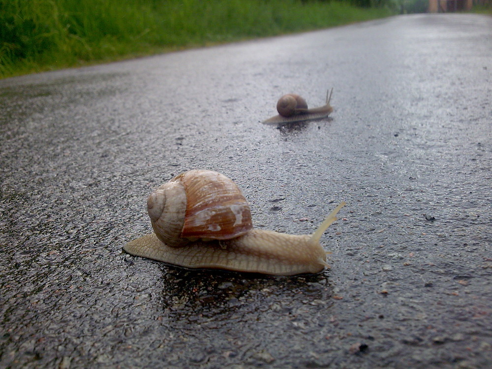 Schnecke x3