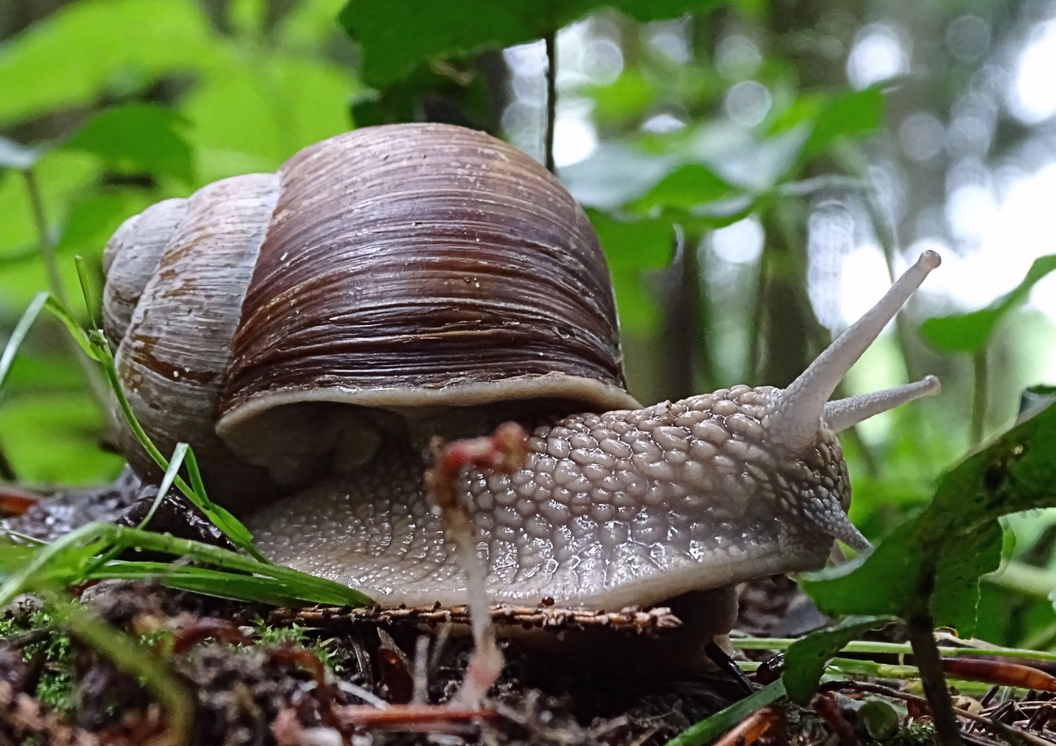 Schnecke XXL Foto & Bild | wald, natur, tiere Bilder auf fotocommunity