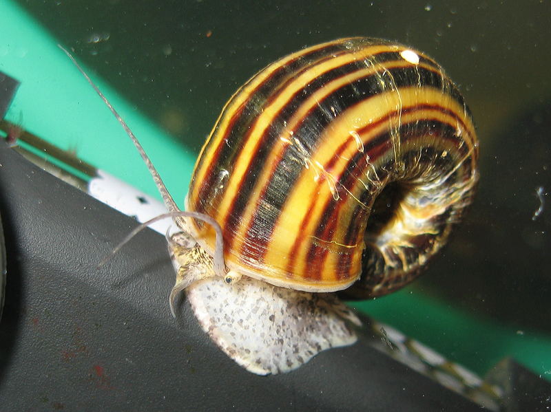 Schnecke zeigt mit ihren Fühlern die Richtung...