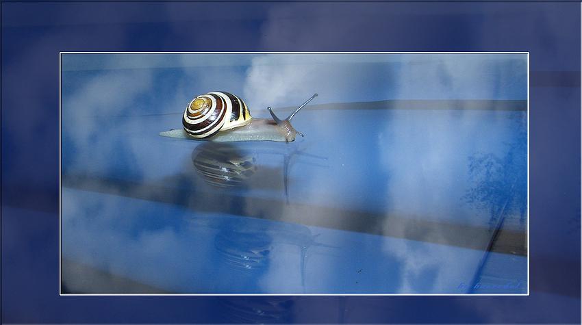 Schnecke zum Himmel ..