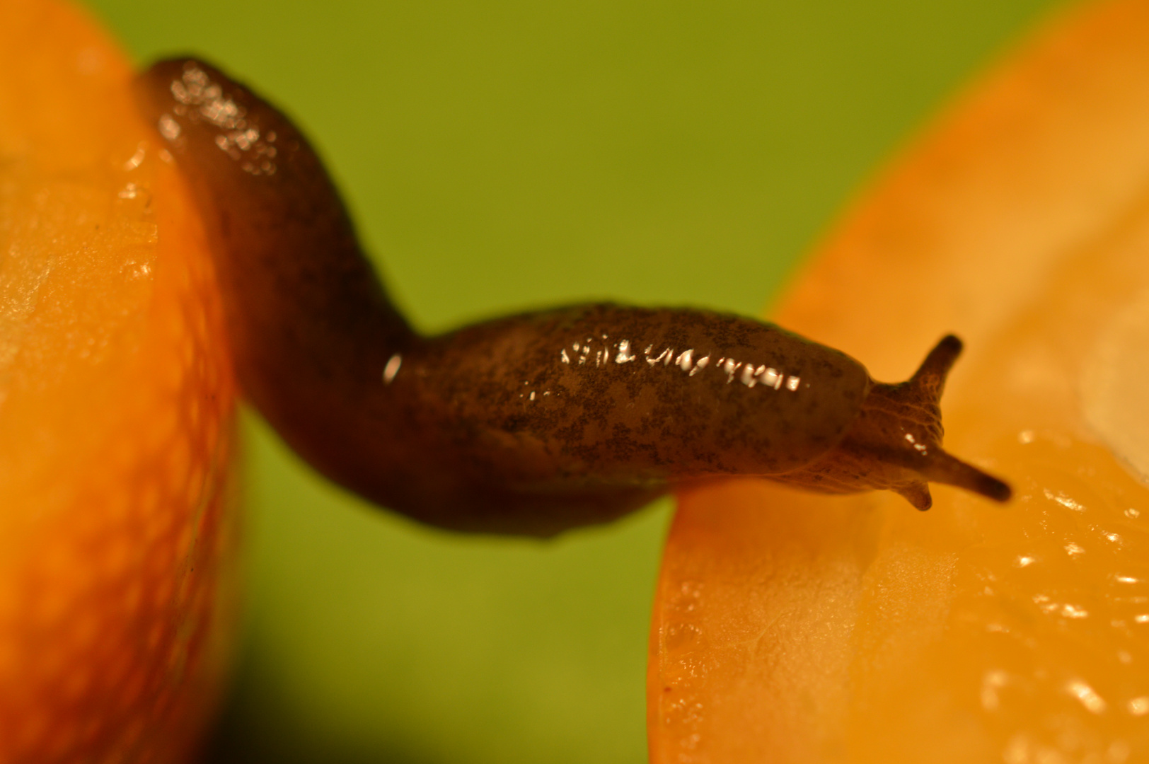 Schnecke zwischen Orangen