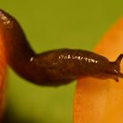 Schnecke zwischen Orangen