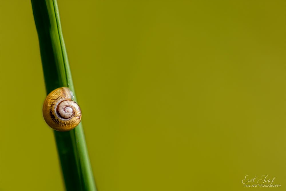 Schnecke001