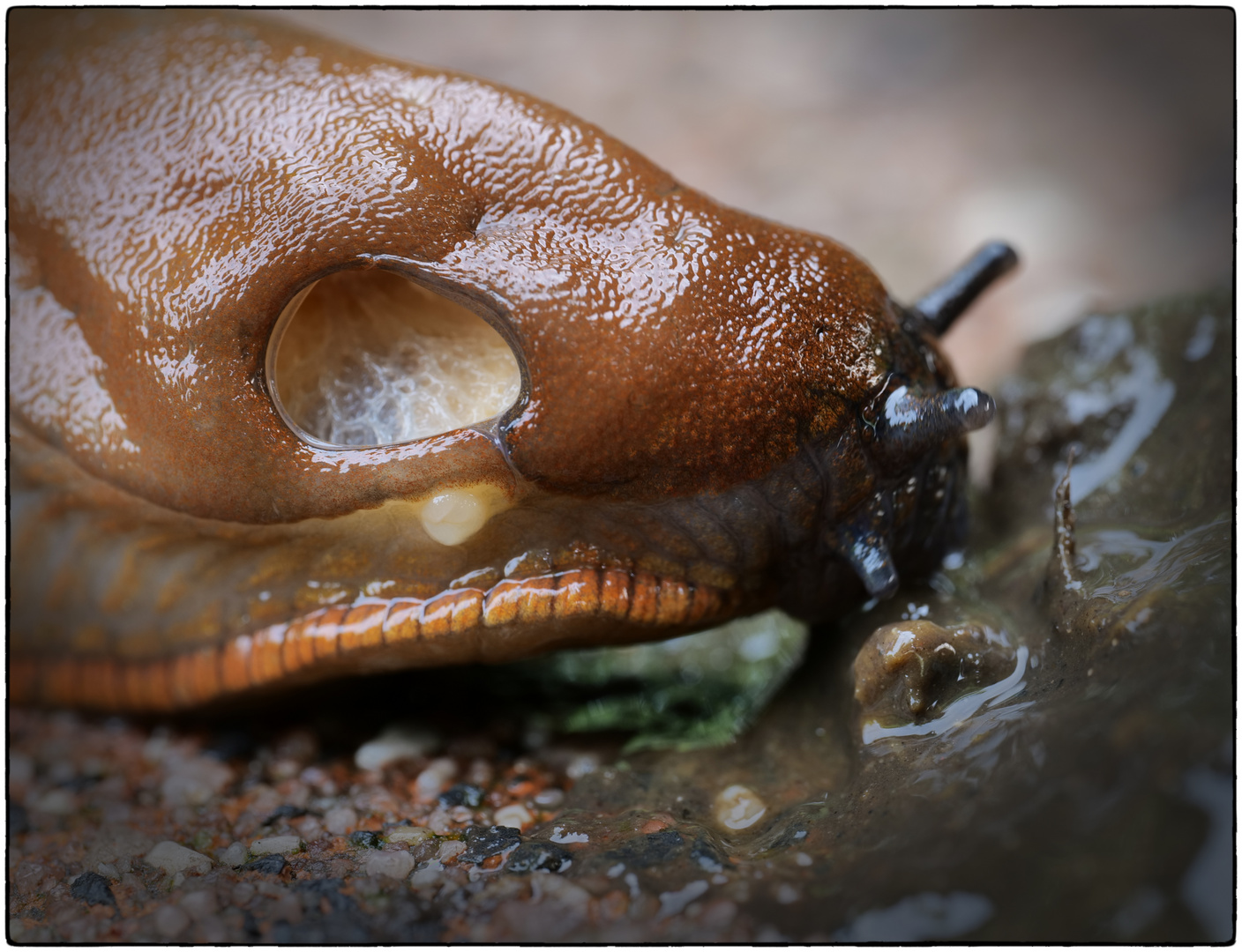 Schnecke1